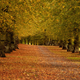 Illustration for article titled The science of autumnal beauty